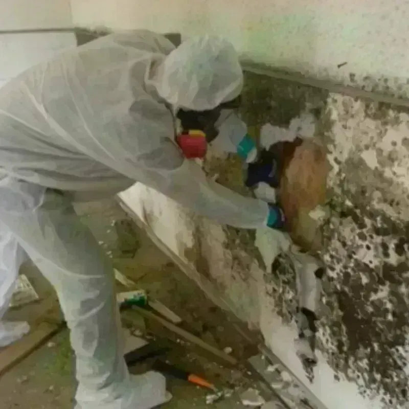 Mold Remediation and Removal in Walnut Creek, CA